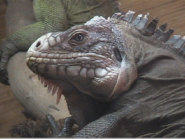 Godzilla